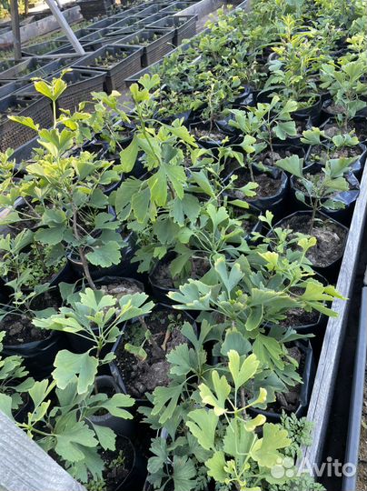 Растения для сада