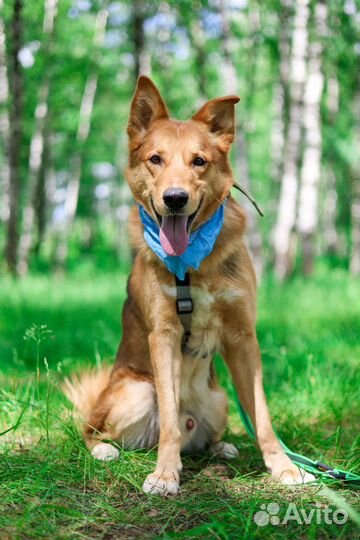 Рыжий красавчик ищет дом