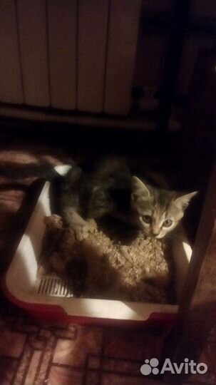 Кошки в добрые руки бесплатно