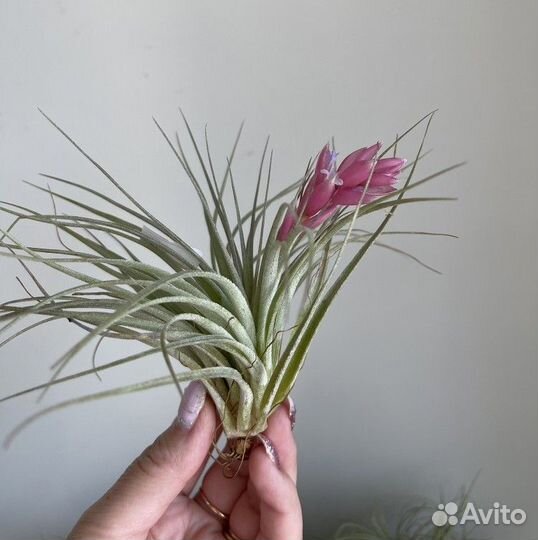 Тилландсия Коттон Кэнди