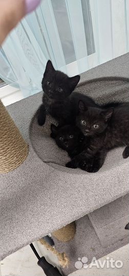 Котята в добрые руки мальчики