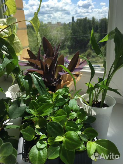 Комнатные растения традесканция, фикус, пеперомия