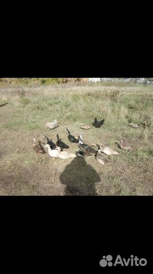 Индоутки обмен