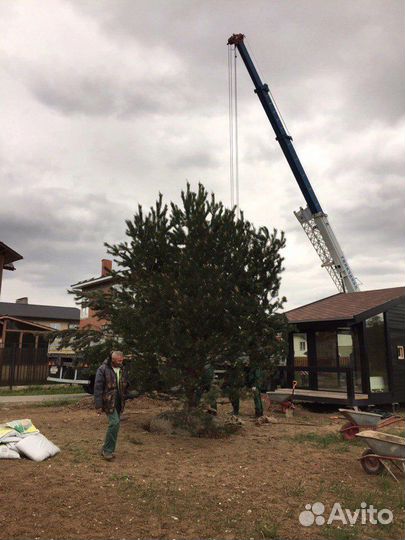 Озеленение и благоустройство