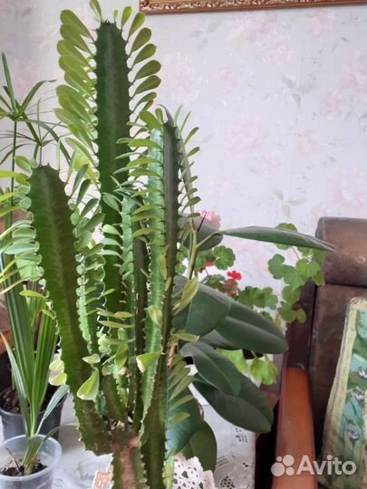 Молочтреугольный молочайай