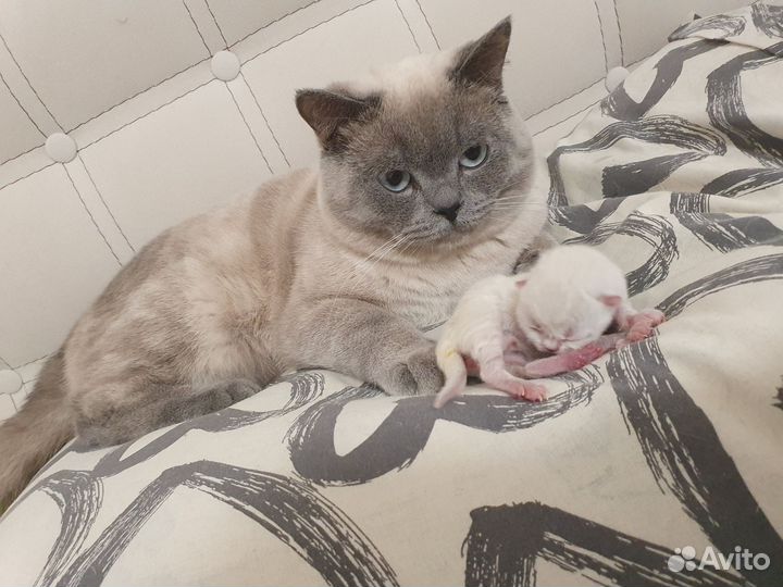 Шотландский кот вязка