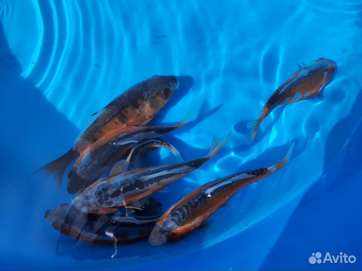 Карп кои породы Шусуи