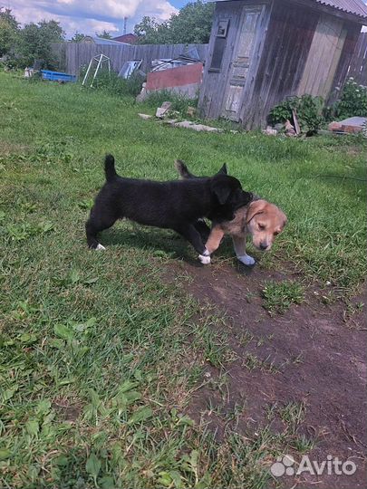 Щенки бесплатно