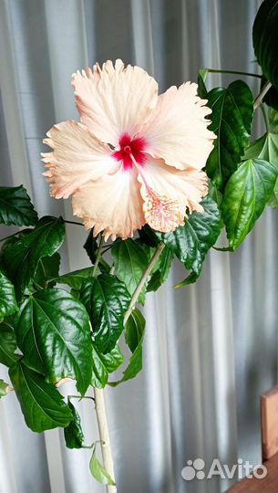 Гибискус цветы комнатные сортовые