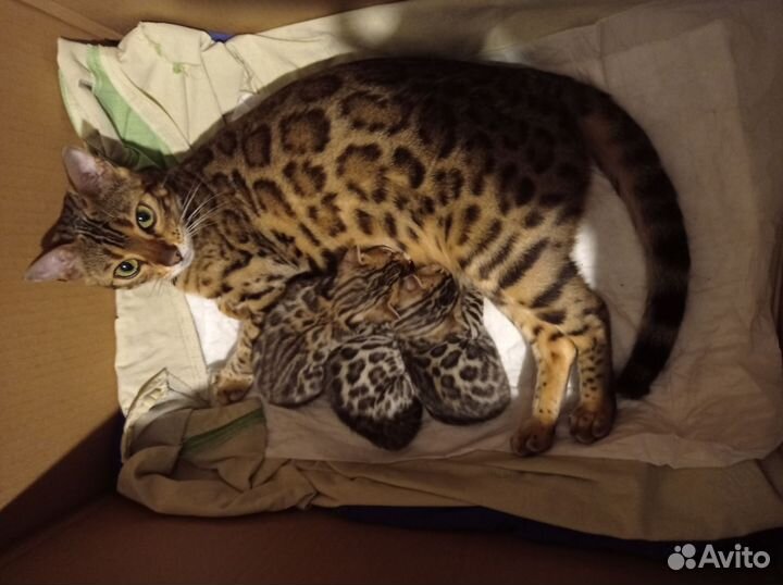 Бенгальские котята