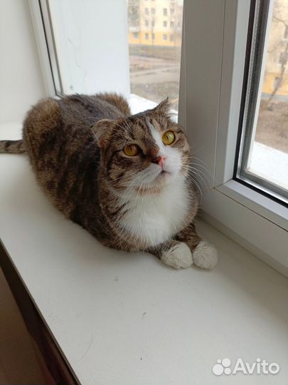 Кот в добрые руки