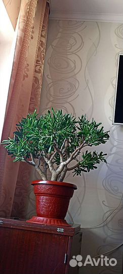 Толстянка хоббит