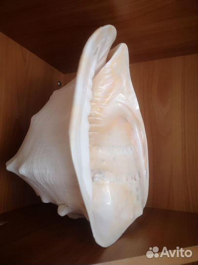 Ракушка морская большая 28 см