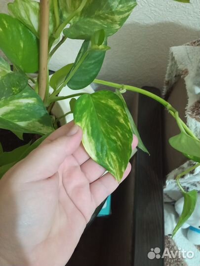 Сциндапсус