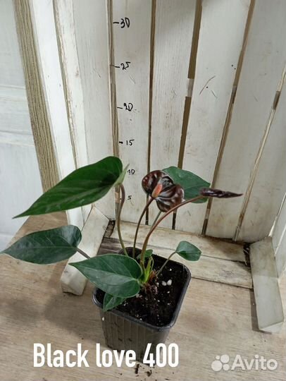 Комнатные цветы растение Антуриум Блэк лав