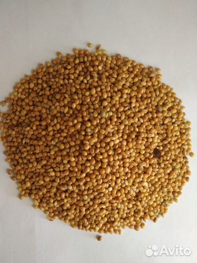 Семечка подсолнечника кормовая