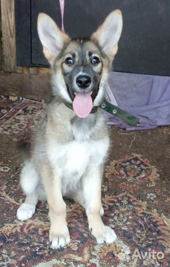 Щенок помесь овчарки в добрые руки