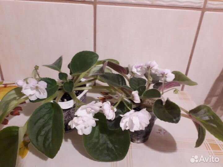 Белая фиалка с фото, не лист