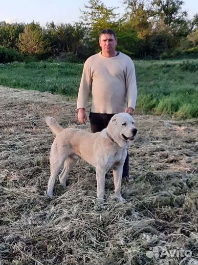 Среднеазиатская овчарка алабай вязка