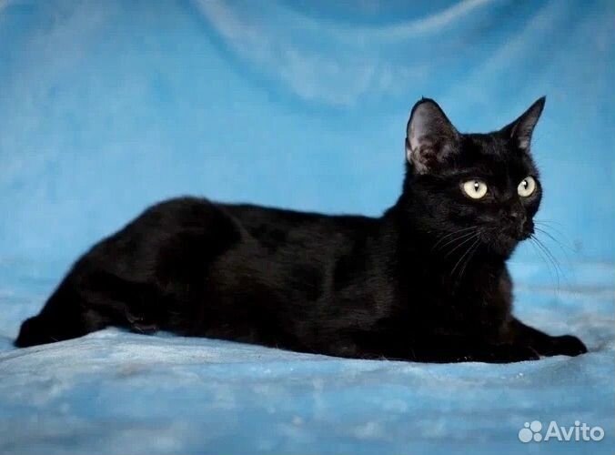 Кошка в добрые руки