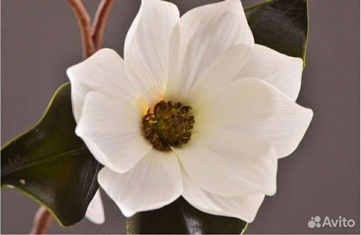 Магнолия, интерьерный цветок