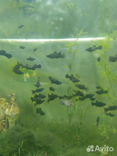 Пецилии черные, мрам., меченосцы красные, растения