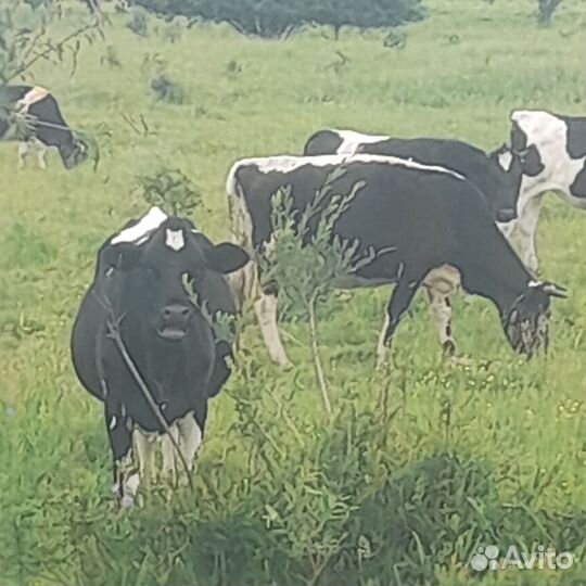 Корова телка и бык