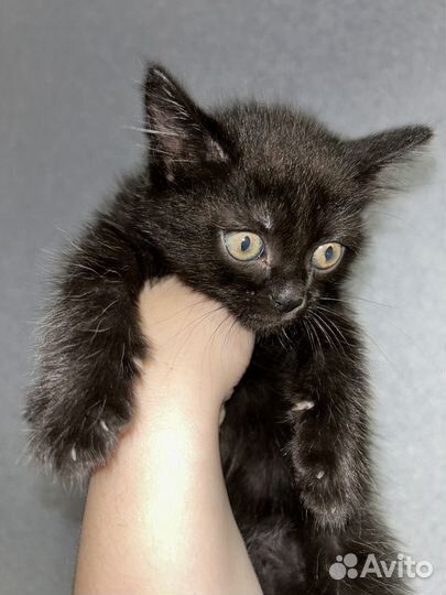 Кошка котенок черная