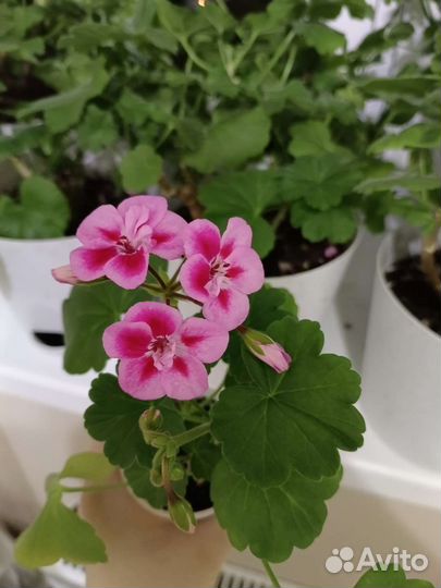 Герань пеларгония цветущее растение