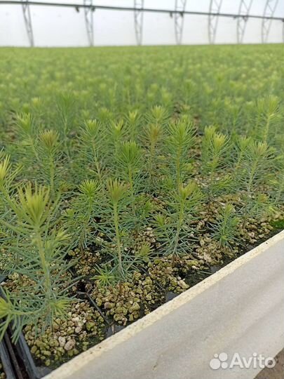 Сосна и Ель зкс