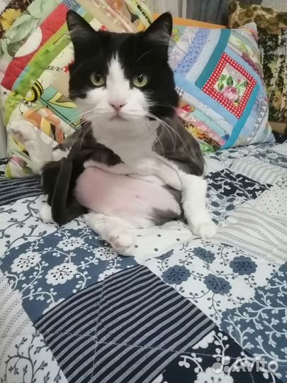 Усы кота белые и черные