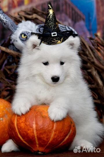 Щеночки самоеда - девочки