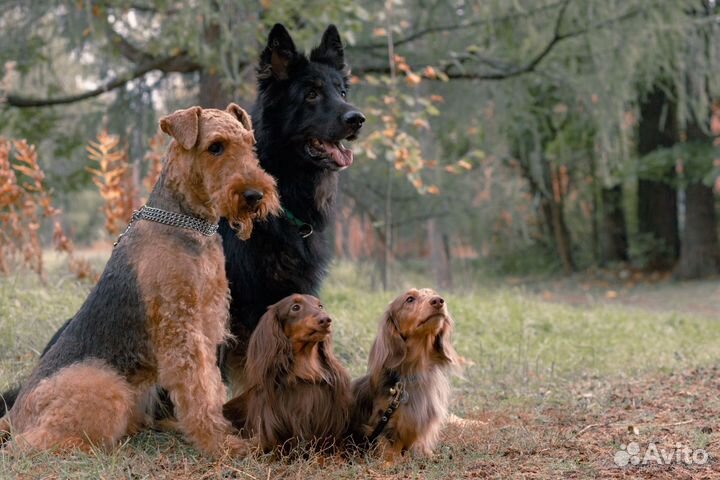 Собака для фотосессии