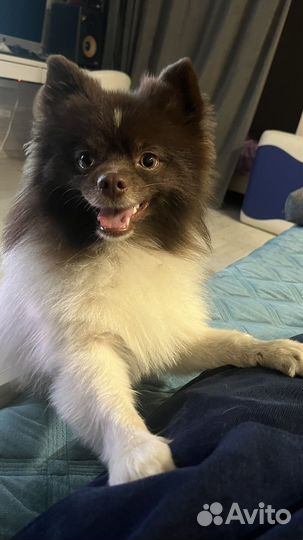 Случка собак шпиц