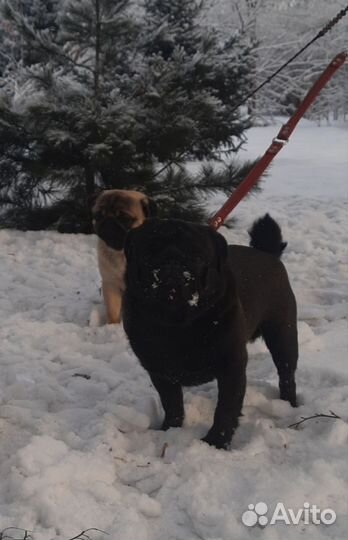 Щенки мопса