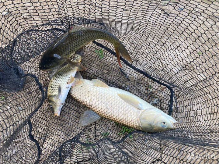 Платная рыбалка