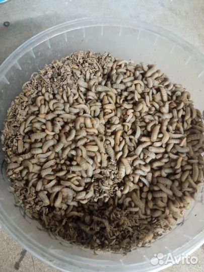 Черная львинка