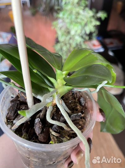 Орхидея сортовая