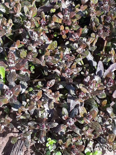 Неприхотливые многолетники для сада