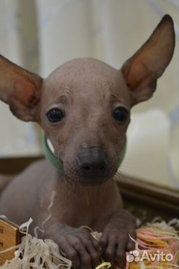 Мачо мексиканской голой мини