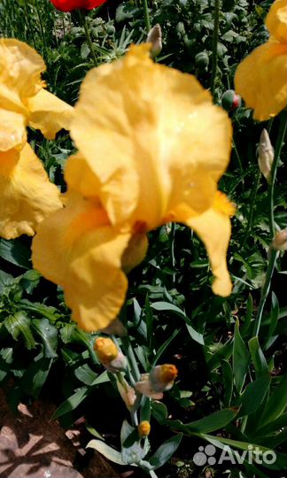 Многолетние цветы и кустарники,роза плетистая