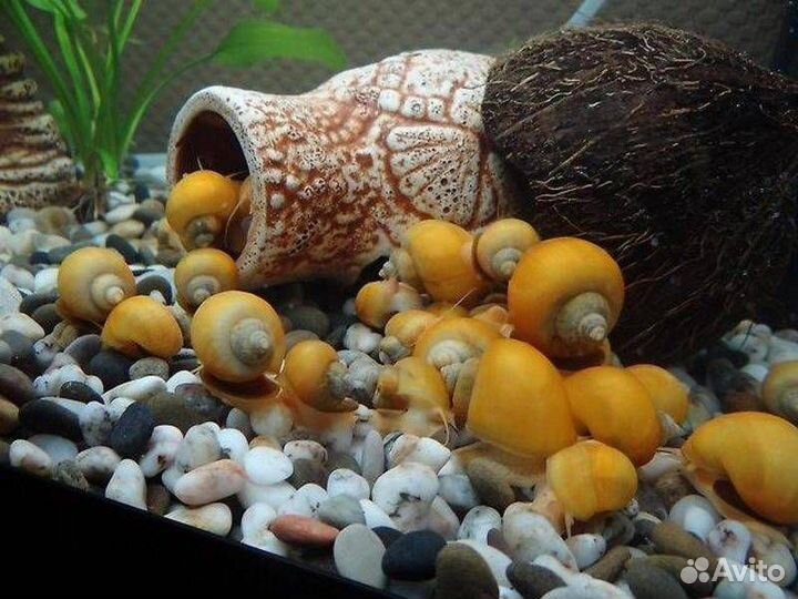 Крупные Ампулярии, Анцитрусы и Моллинезий