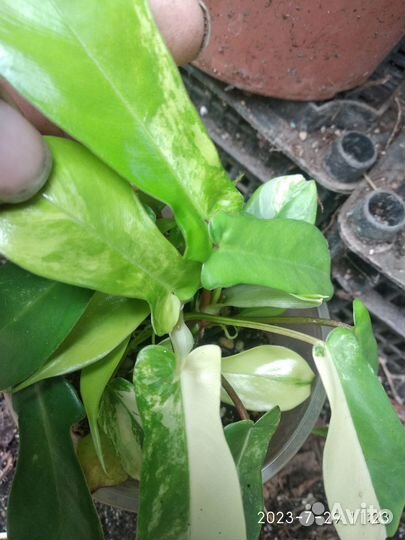 Филодендрон маска вариегатная