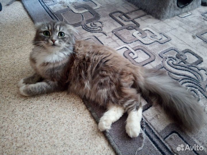 Отдам в добрые руки