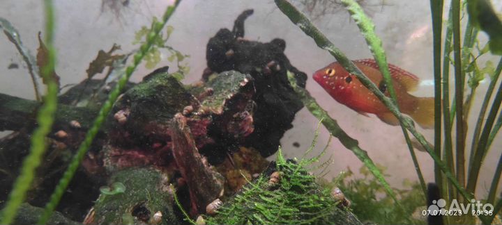 Хромис-красавец (лат. Hemichromis bimaculatus)