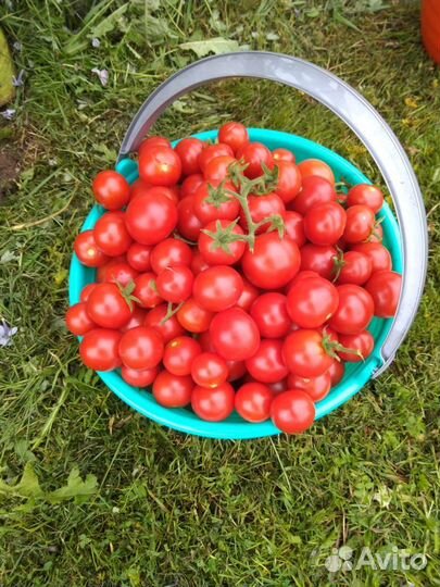 Семена томатов