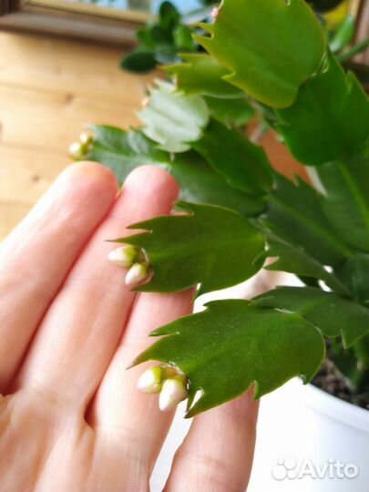 Декабрист Шлюмбергера