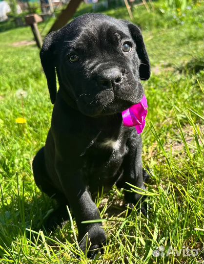 Щенок Кане Корсо