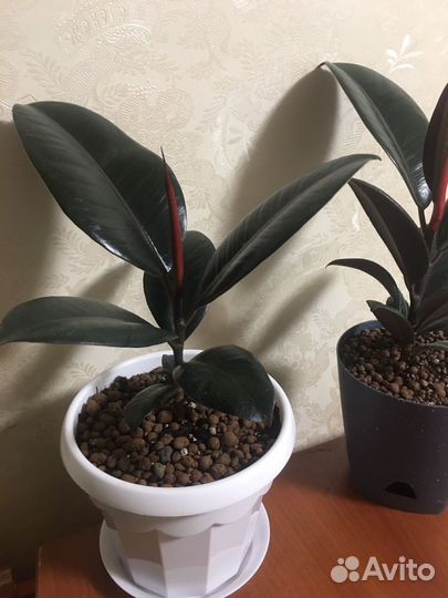 Фикус Черный Принц Робуста Эластика каучуконосный