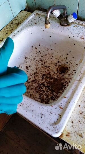 Уничтожение клопов, тараканов